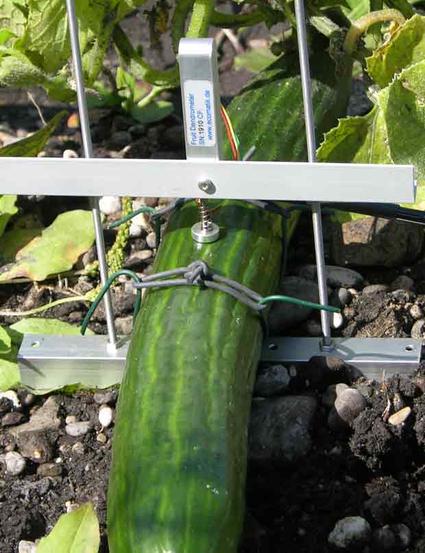 水果，蔬菜生长测量仪（DF) 