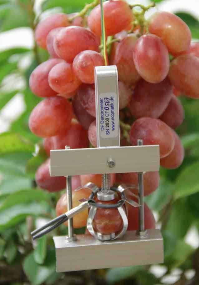 水果，蔬菜生长测量仪（DF) 