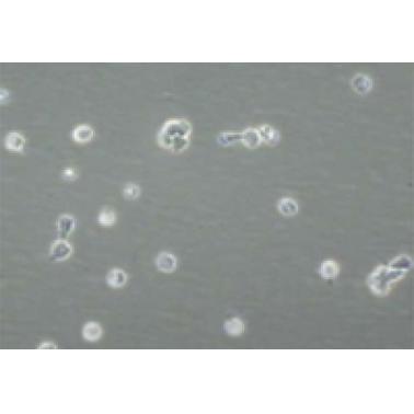 LIF1005 | Leukemia Inhibitory Factor Protein, Recombinant human - 5 µg