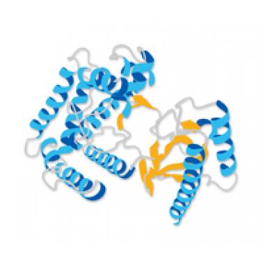 LIF1010 | Leukemia Inhibitory Factor Protein, Recombinant human