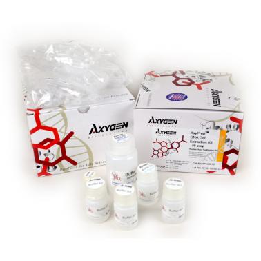 AxyPrep 无内毒素质粒小量试剂盒(快速法)