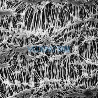 millpore/密理博 Fluoropore™带衬垫的PTFE微孔滤膜 FGLP04700