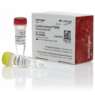 Lipofectamine 3000 Transfection Reagent