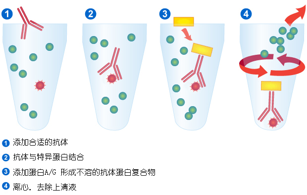 图1 经典免疫沉淀过程图解 