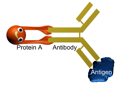图2 蛋白A-抗体-抗原复合物示意图
