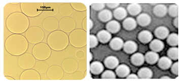 图3 琼脂糖（左）与磁性微球（右）示意图 