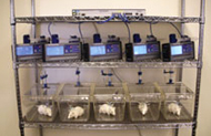 five pumps with mice